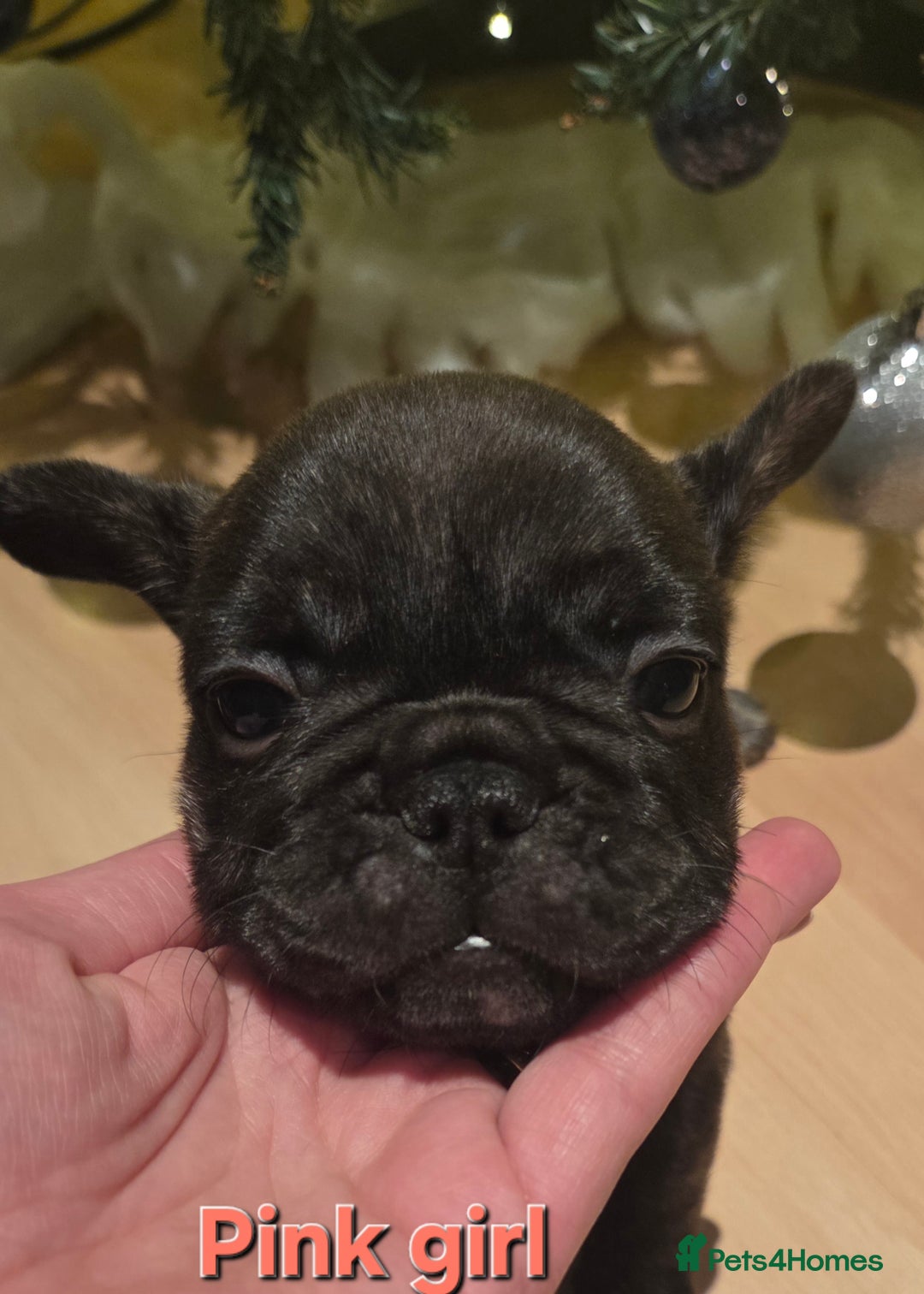 French Bulldog dogs for sale: Adorable French Bulldog puppies  - Advert 7