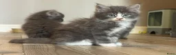 Mixed Breed cats for sale: Stunning Maine coon cross ragdoll kittens ready - Advert 13