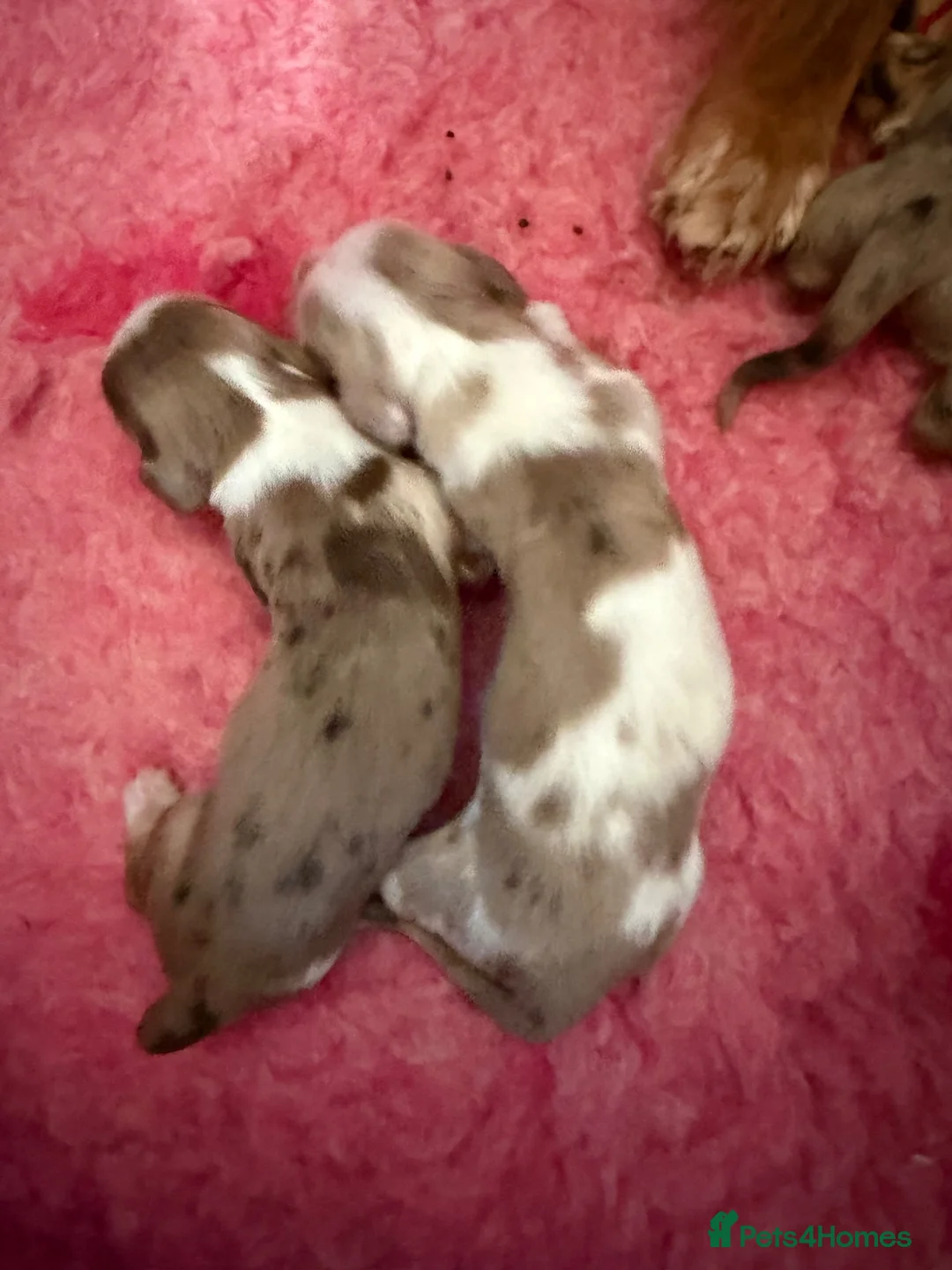 Miniature Dachshund dogs for sale: 2 beautiful dapple girls  - Advert 2
