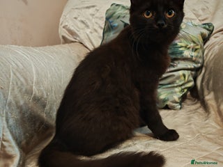 Mixed Breed cats Two gorgeous kittens - Advert 1