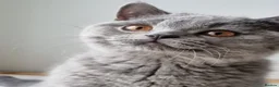 British Shorthair cats for sale: Amazing blue British Shorthair boy.  - Advert 12