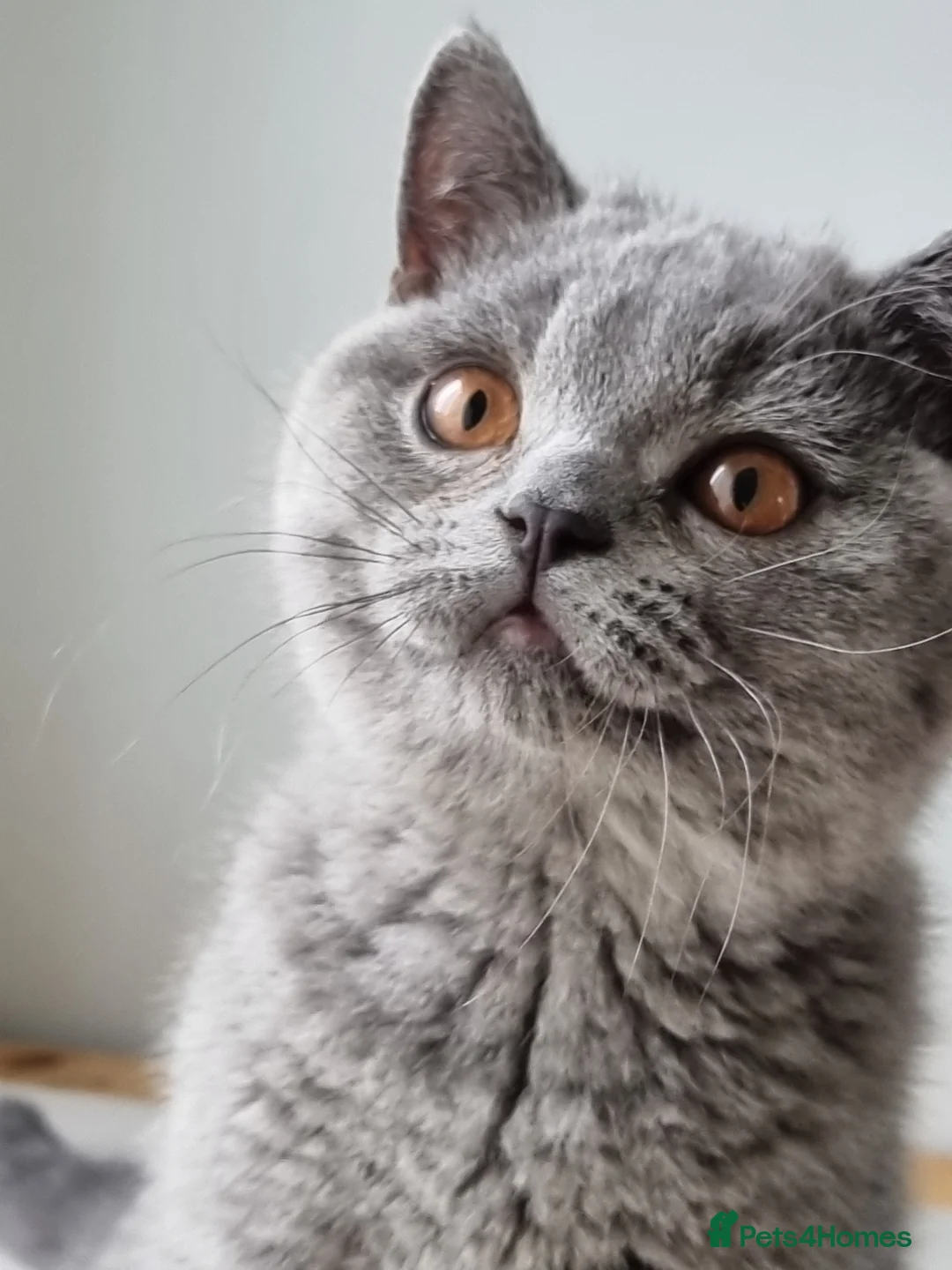British Shorthair cats for sale: Amazing blue British Shorthair boy.  - Advert 12