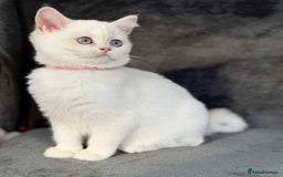 British Shorthair cats for sale: Adorable BSH kittens golden TiCA/ GCCF - Image 5