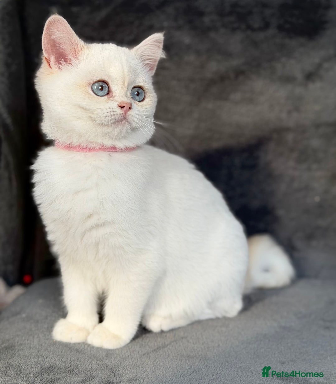 British Shorthair cats for sale: Adorable BSH kittens golden TiCA/ GCCF - Image 5