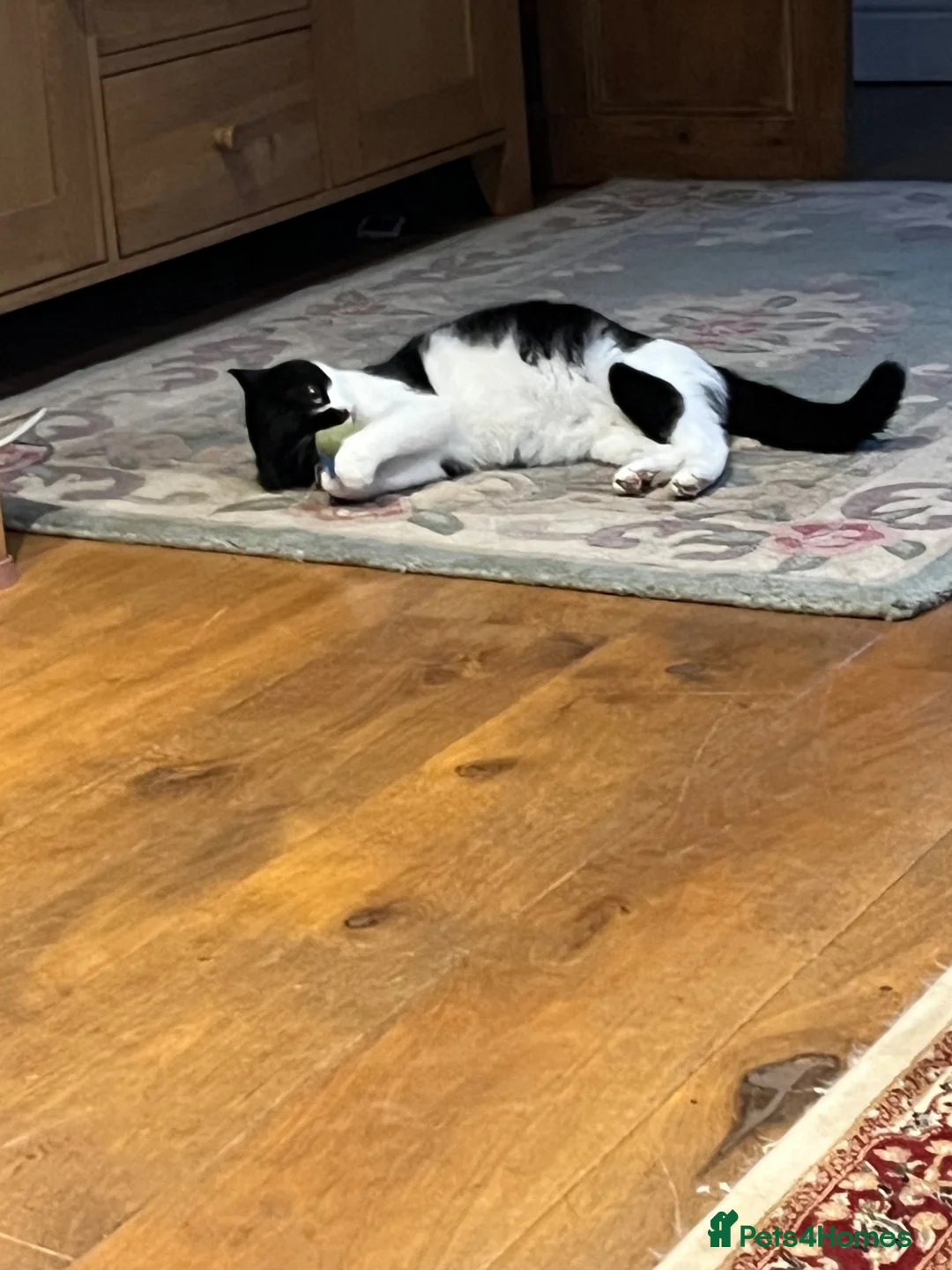 Mixed Breed cats for sale: Gorgeous litter of kittens in Ilminster - Advert 1