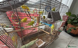 Budgerigars birds for sale: Lutino and Albino red eyes factor Young budgies - Image 2