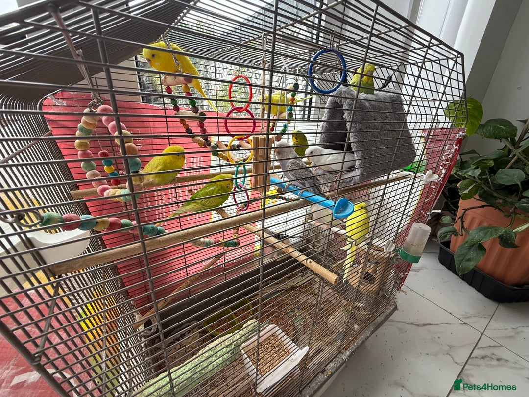 Budgerigars birds for sale: Lutino and Albino red eyes factor Young budgies - Image 2