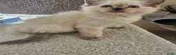 Ragdoll cats for sale: Beautiful Ragdoll kittens, full pedigree  - Advert 28