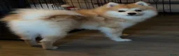 Pomeranian dogs for sale: Pomeranian for sale - Advert 3