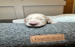 Miniature Dachshund dogs for sale: Clear Cream Miniature Dachsunds - Image 12