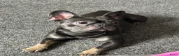 French Bulldog dogs for sale: French bulldog - Advert 8