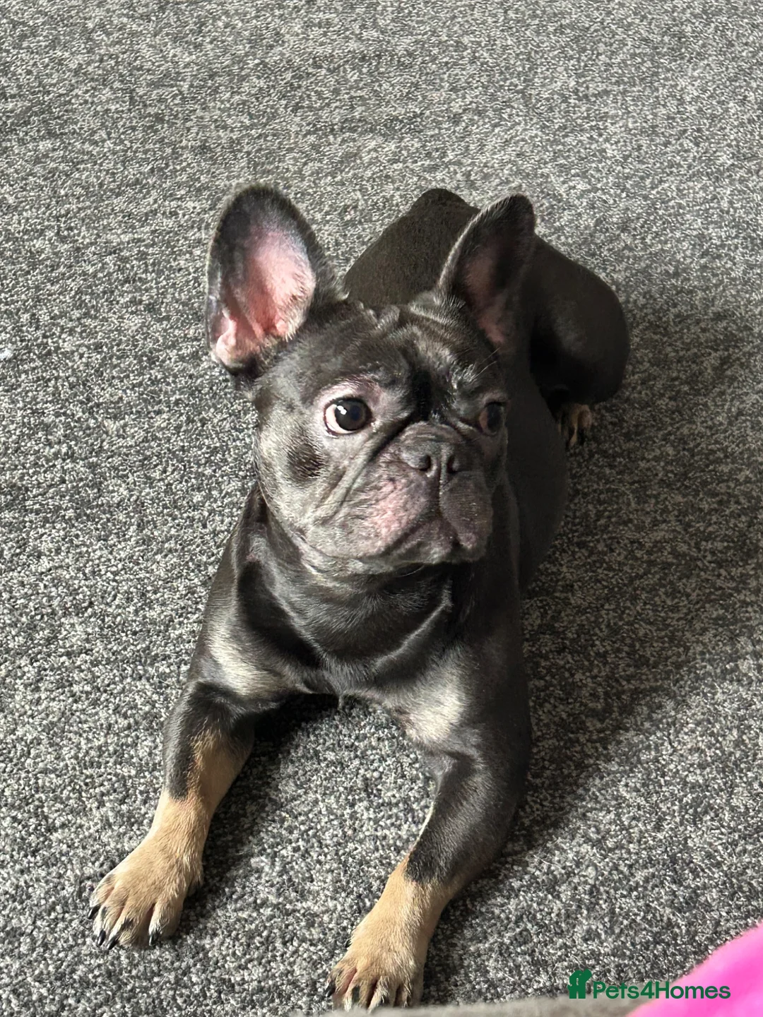 French Bulldog dogs for sale: French bulldog - Advert 8