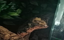 Gecko reptiles for sale: Cr sted Gecko high-end female - Image 2