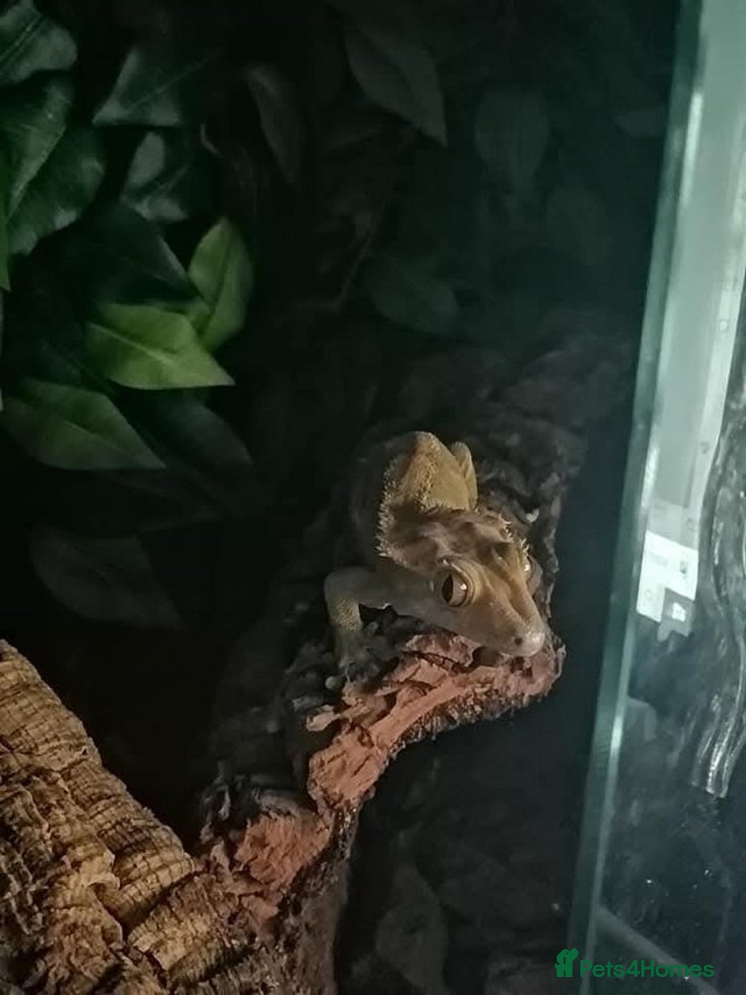 Gecko reptiles for sale: Cr sted Gecko high-end female - Image 2