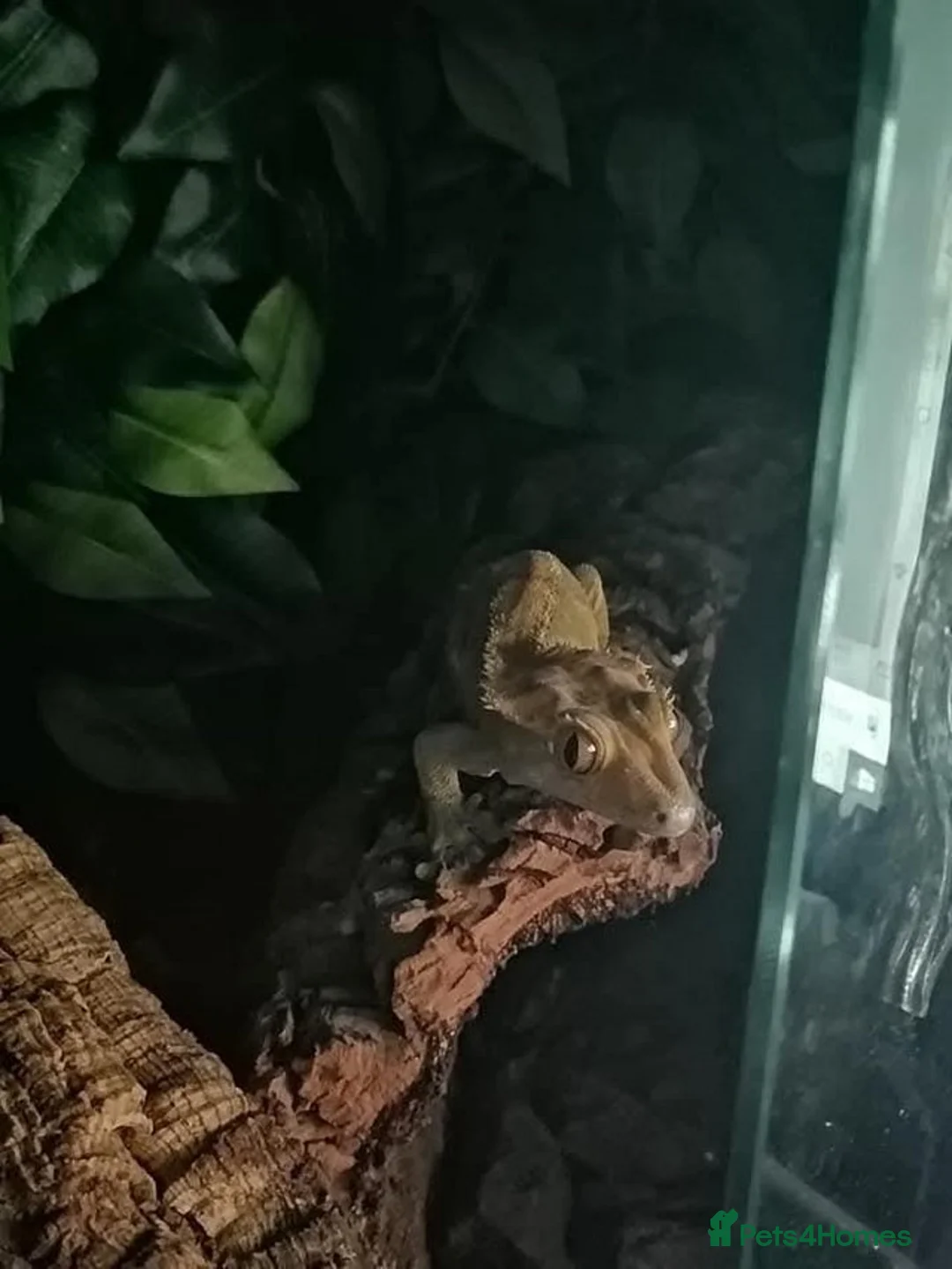 Gecko reptiles for sale: Cr sted Gecko high-end female - Advert 2