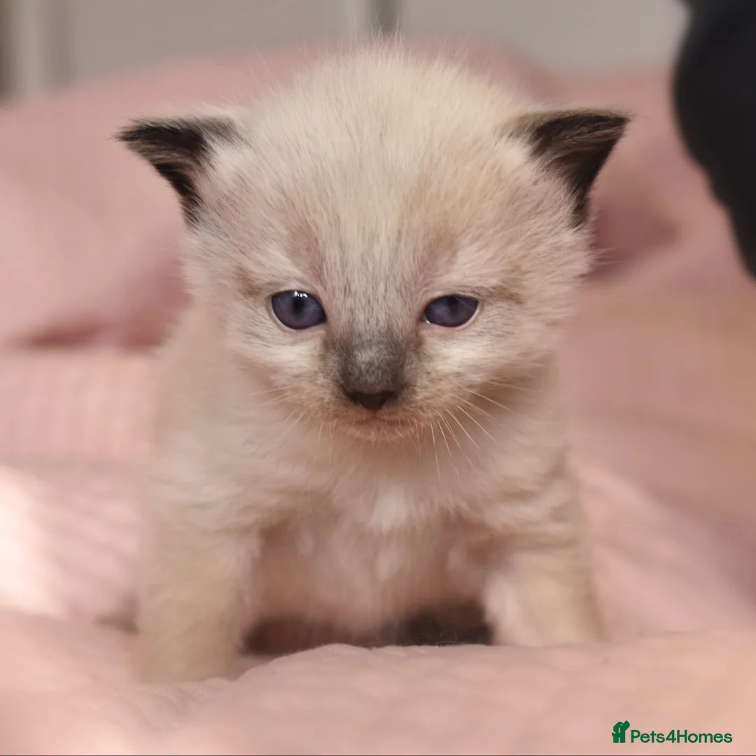 Ragdoll cats for sale: Beautiful Ragdoll Kittens - Loving & Gentle - Advert 12