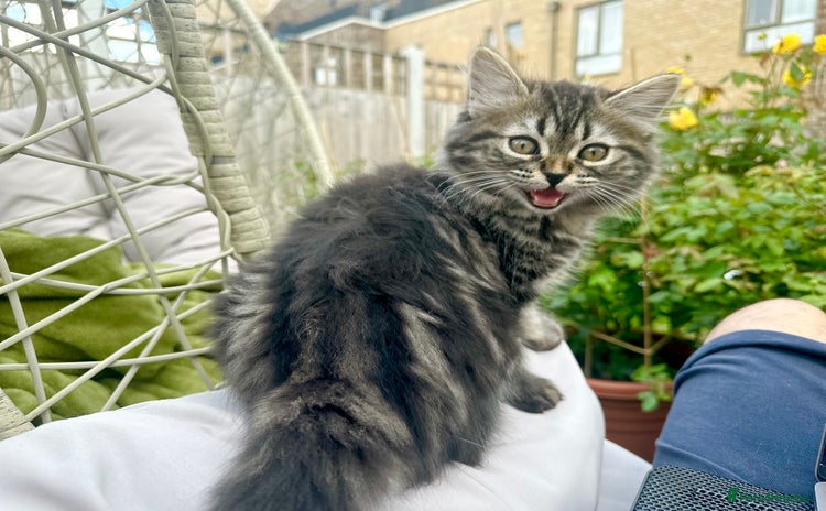 Persian cats - Advert 1