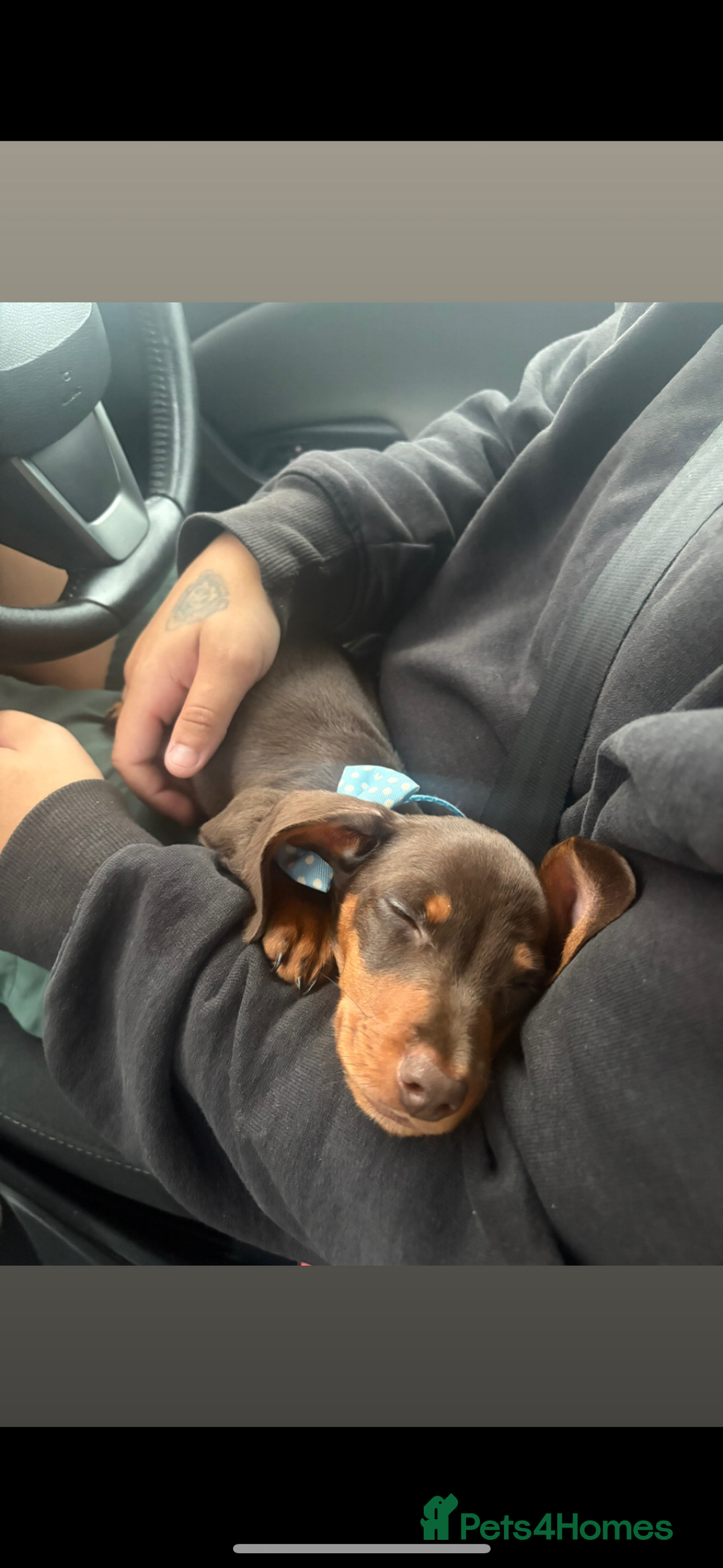 Miniature Dachshund dogs for sale: Miniature dachshund  - Image 2