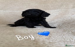 Cockapoo dogs for sale: Cockapoo puppies  - Image 5