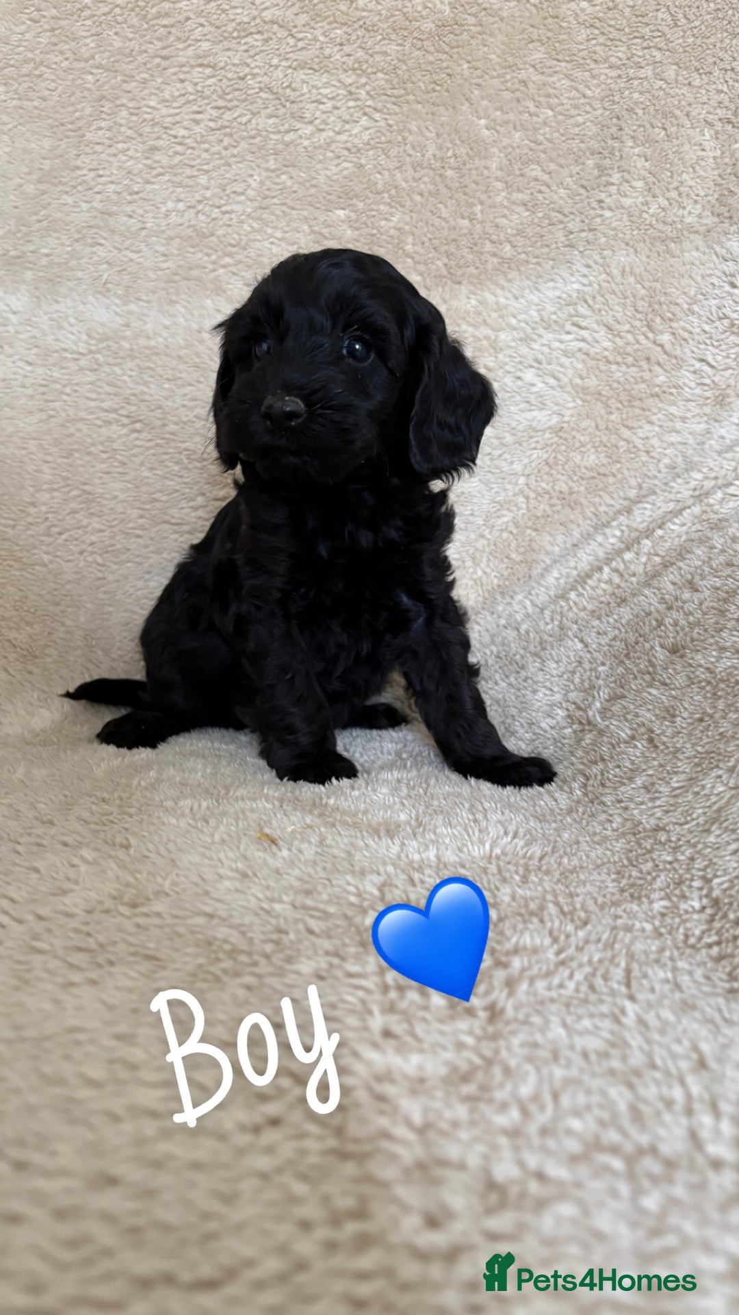Cockapoo dogs for sale: Cockapoo puppies  - Image 5