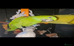 Parrots birds for sale: Yelow nape amazon - Image 17
