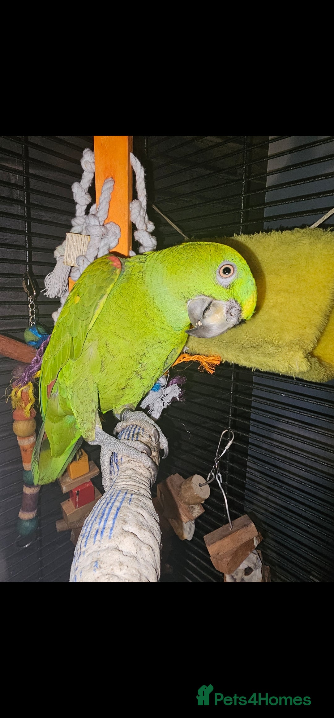 Parrots birds for sale: Yelow nape amazon - Image 17