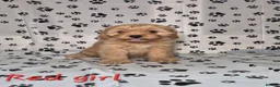 Cavapoo dogs for sale: Dna Health Tested F1 Cavapoo puppies - Advert 26