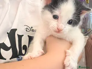 Mixed Breed cats Adorable family friendly Kittens - Advert 2