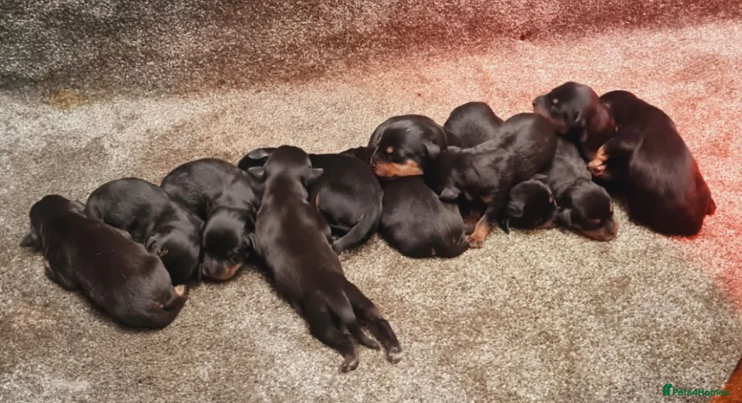 Rottweiler dogs for stud: 22 champions kc Rottweiler stud  in Romford - Advert 14