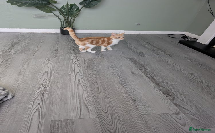 Domestic Shorthair cats 20 week girl kitten - Advert 1