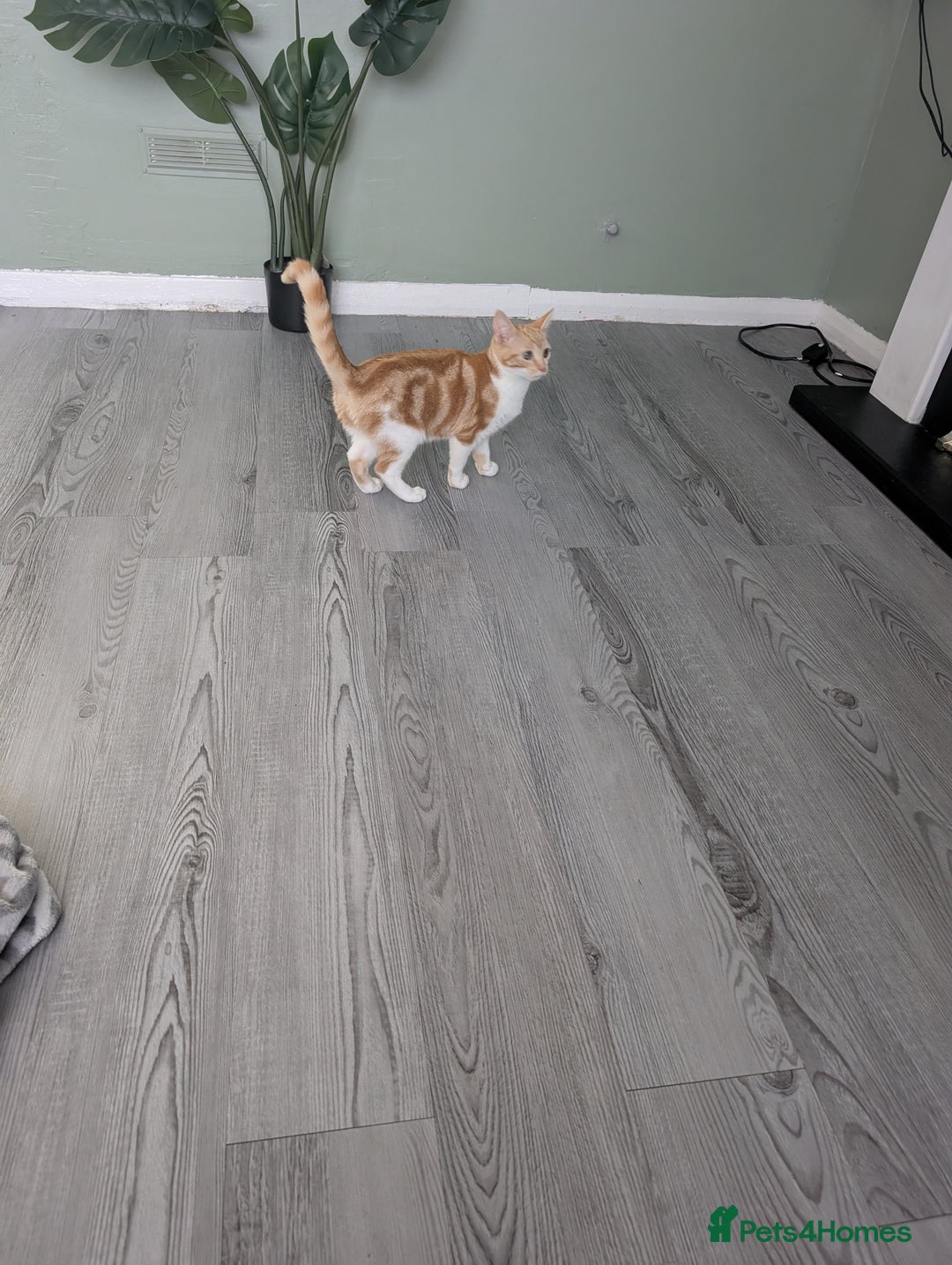 Domestic Shorthair cats for sale: 20 week girl kitten - Advert 1