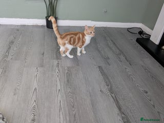 Domestic Shorthair cats 20 week girl kitten - Advert 3