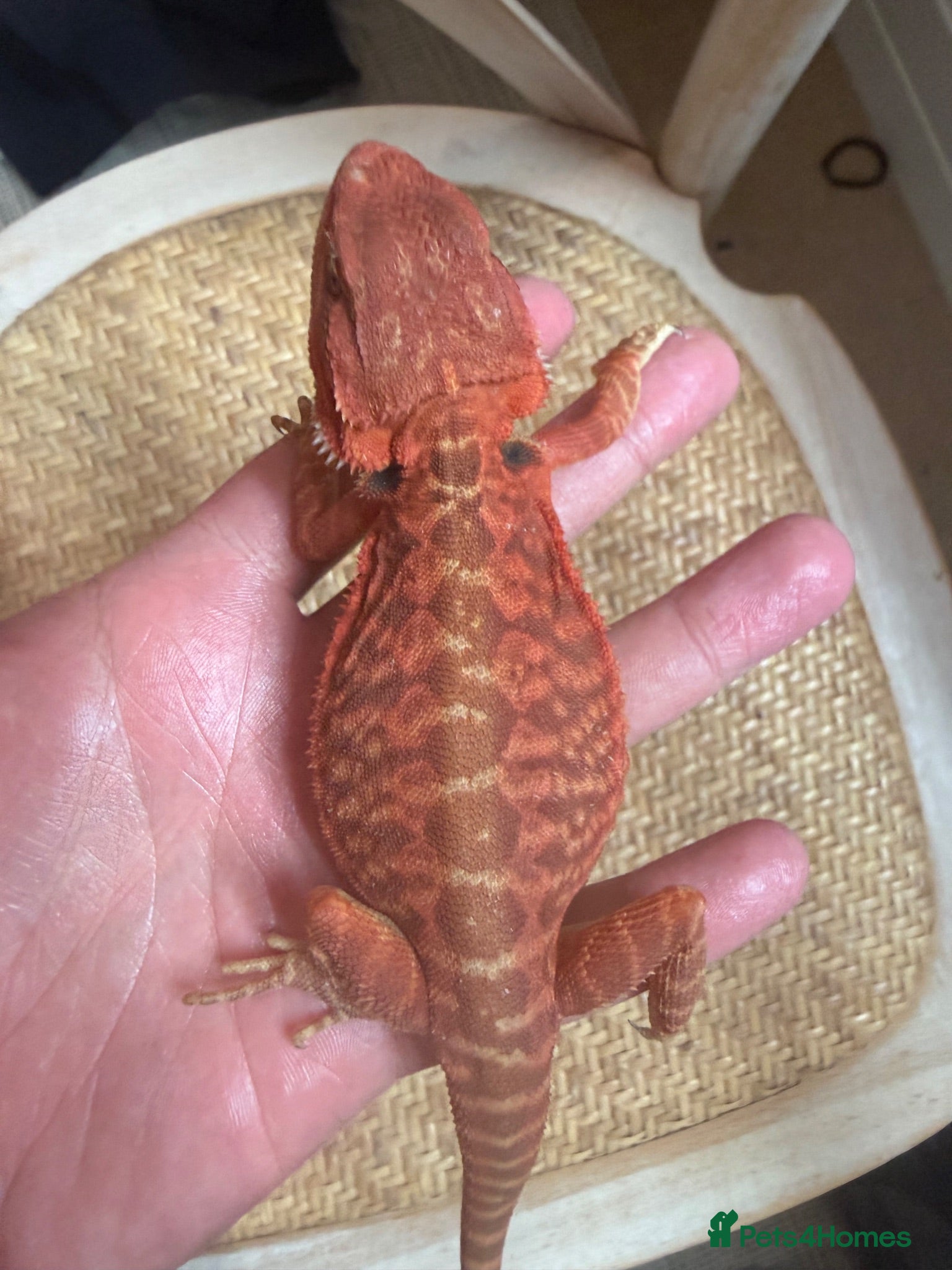 Bearded Dragon reptiles Red monster bearded dragon.  - Advert 2