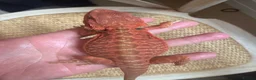 Bearded Dragon reptiles for sale: Red monster bearded dragon.  in Bromley - Advert 2