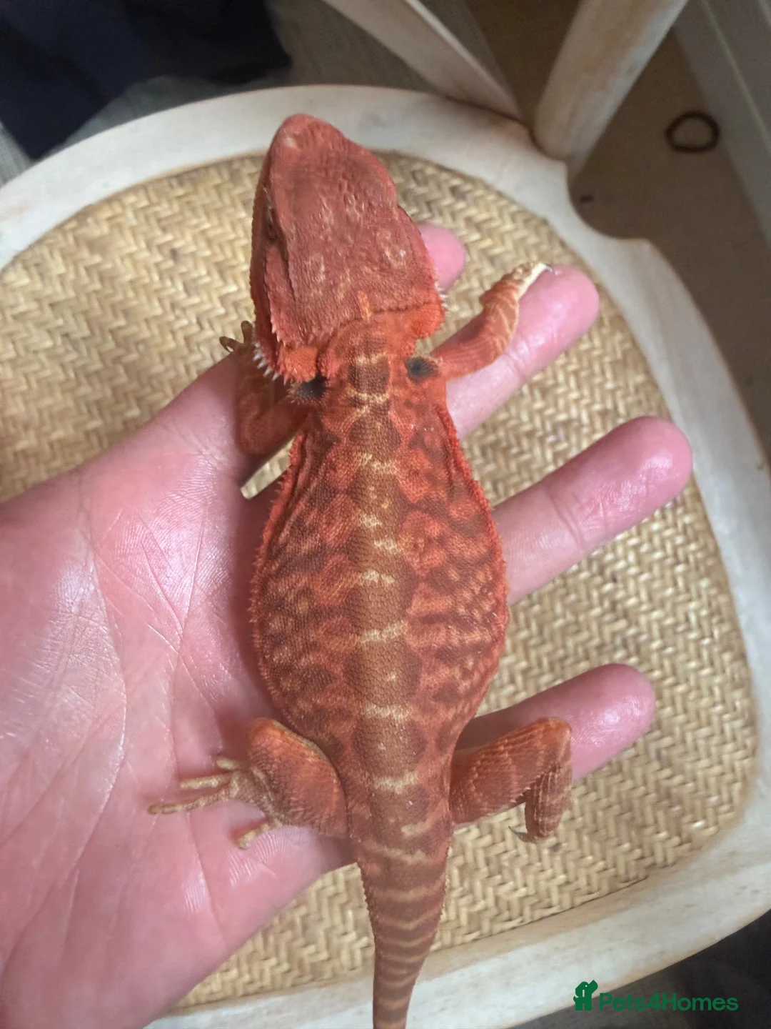 Bearded Dragon reptiles for sale: Red monster bearded dragon.  in Bromley - Advert 2