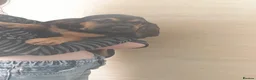 Bloodhound dogs for sale: Bloodhound Puppies - Advert 17