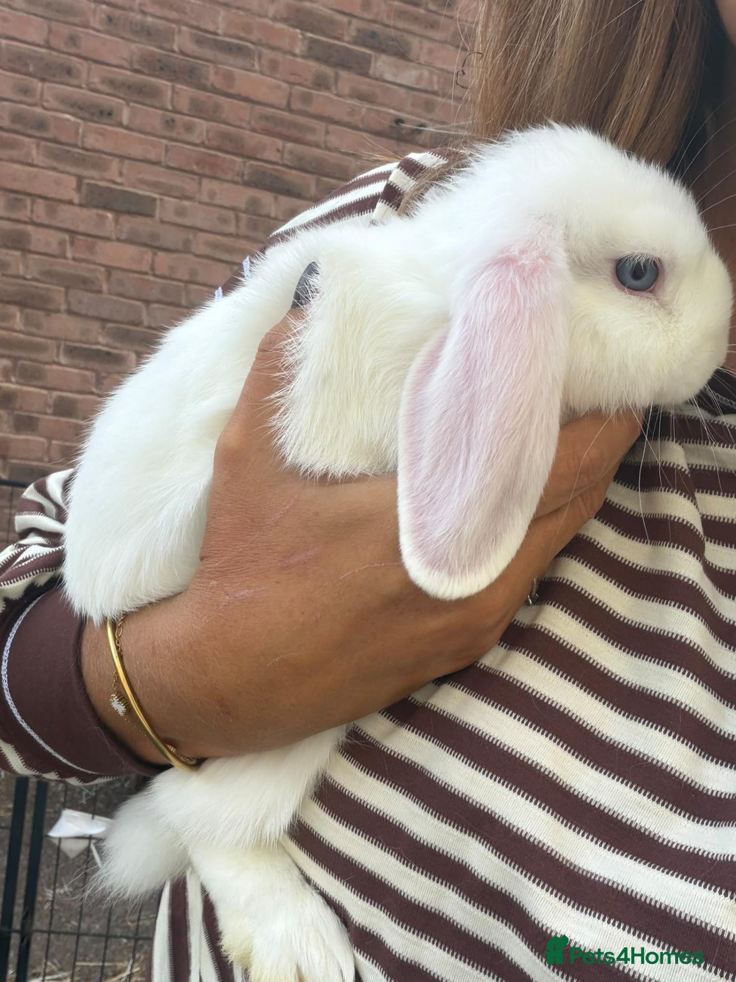 Mini Lop rabbits 1 purebred mini lop doe available to leave  - Advert 1