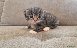 Mixed Breed cats for sale: Ragdoll x kittens x 2  - Image 4