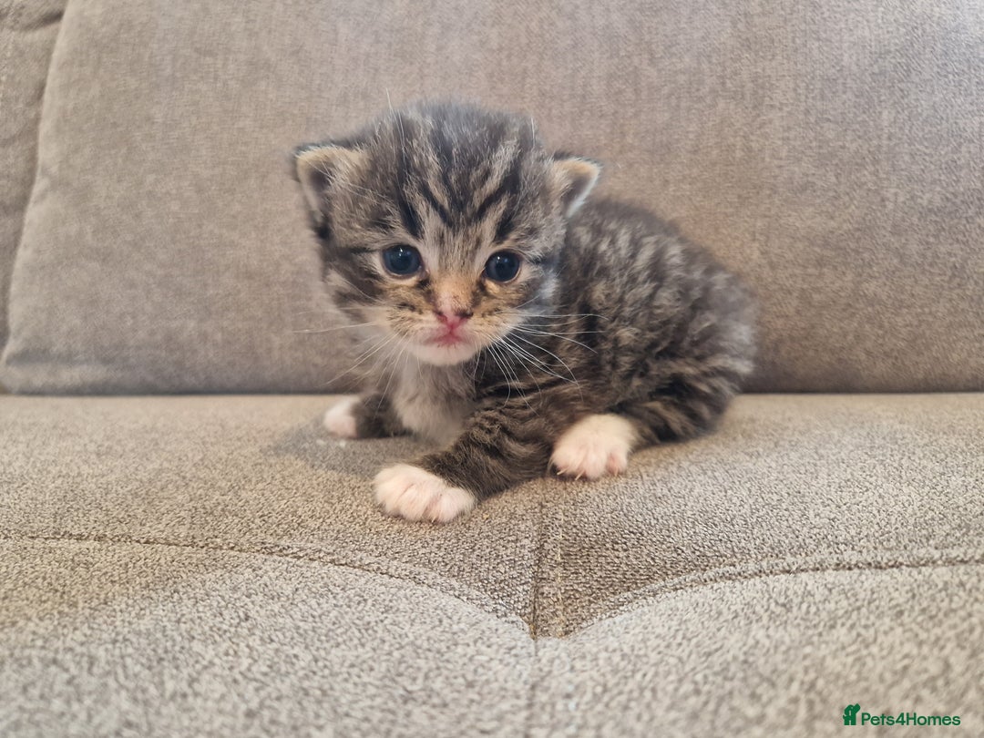 Mixed Breed cats for sale: Ragdoll x kittens x 2  - Image 4