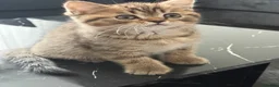 British Shorthair cats for sale: British short hair 2 females and 2 males - Advert 17