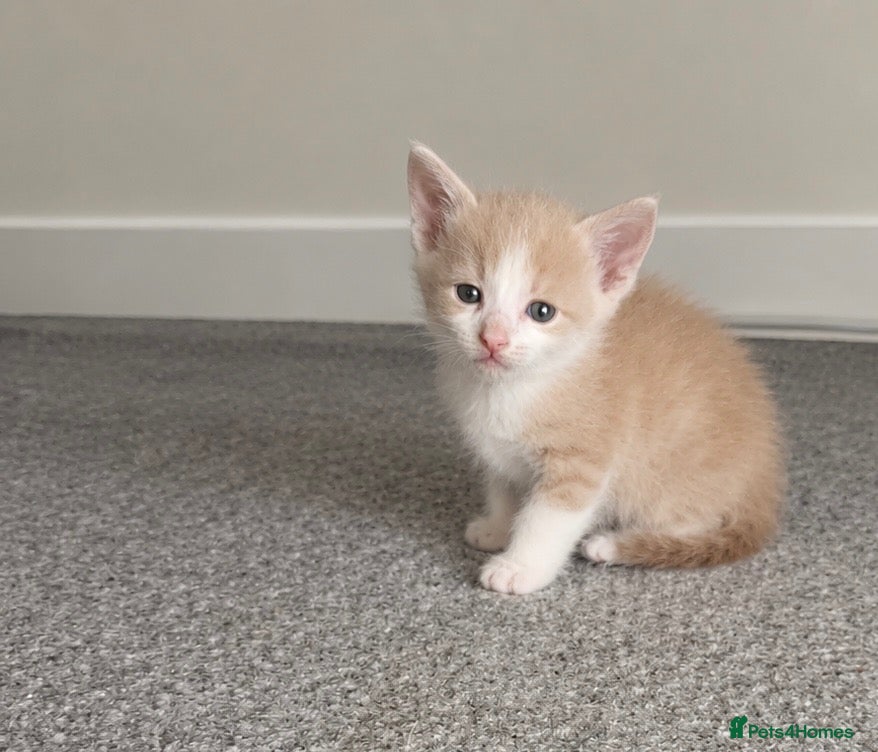 Mixed Breed cats Last ginger boy available to take home now  - Advert 7