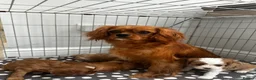 Cavalier King Charles Spaniel dogs for sale: cavalier King Charles spaniels - Advert 2