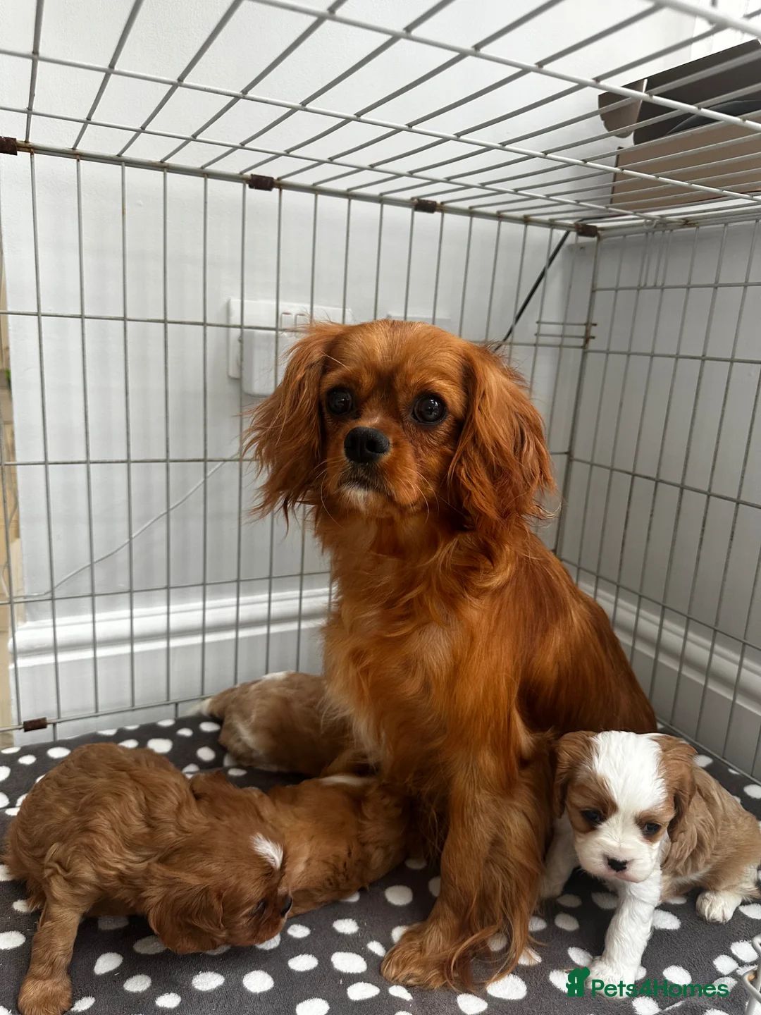 Cavalier King Charles Spaniel dogs for sale: cavalier King Charles spaniels - Advert 2