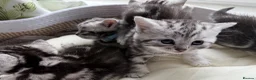 British Shorthair cats for sale: GCCF Rare Show Quality BSH Silver Tabby Kittens  - Advert 32