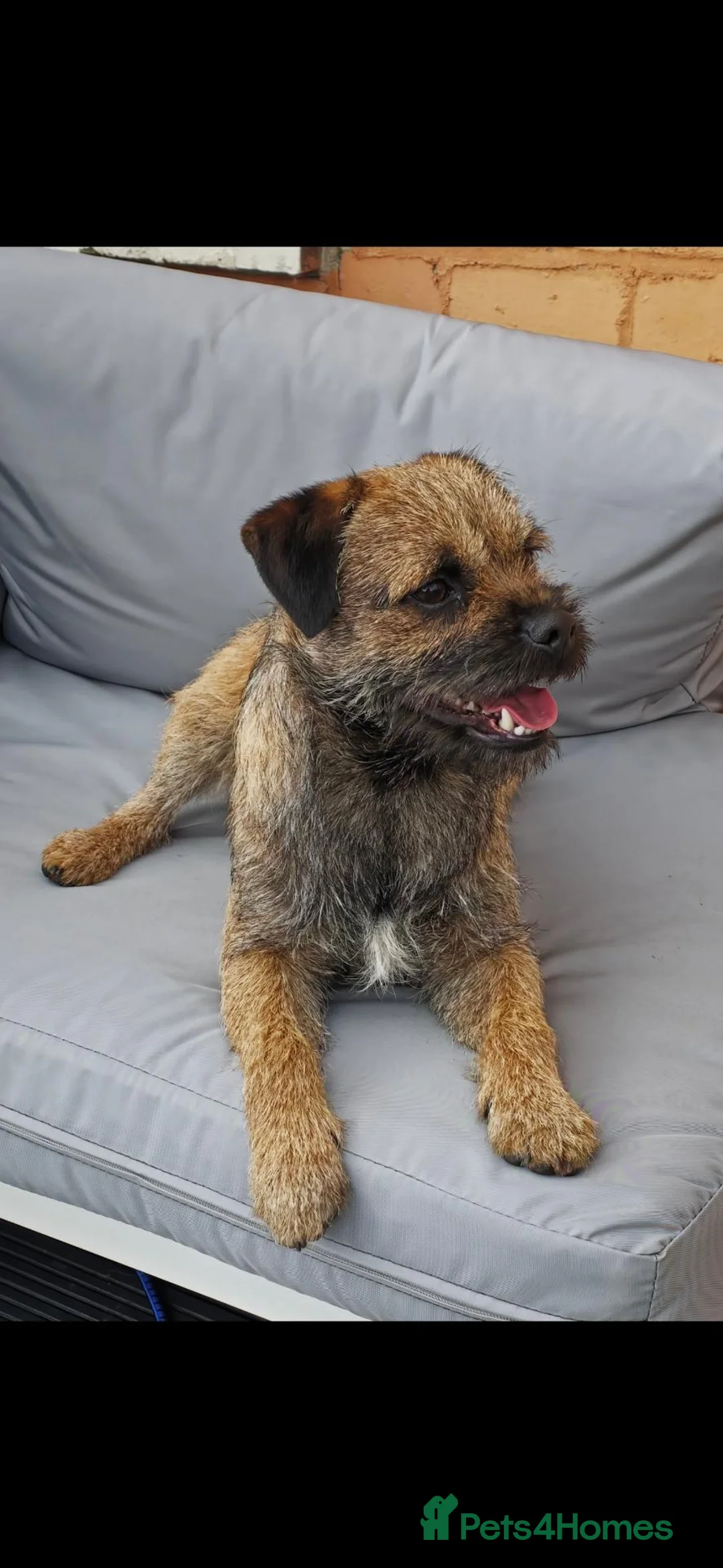 Border Terrier dogs for sale: Border terrier pups in Newton Aycliffe - Advert 2
