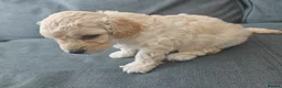 Mixed Breed dogs for sale: Cavapoochon puppies  - Advert 20