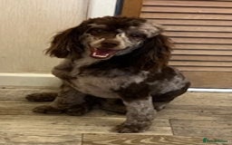 Toy Poodle dogs for stud: STUNNING Health Tested Toy Poodle for STUD - Image 27
