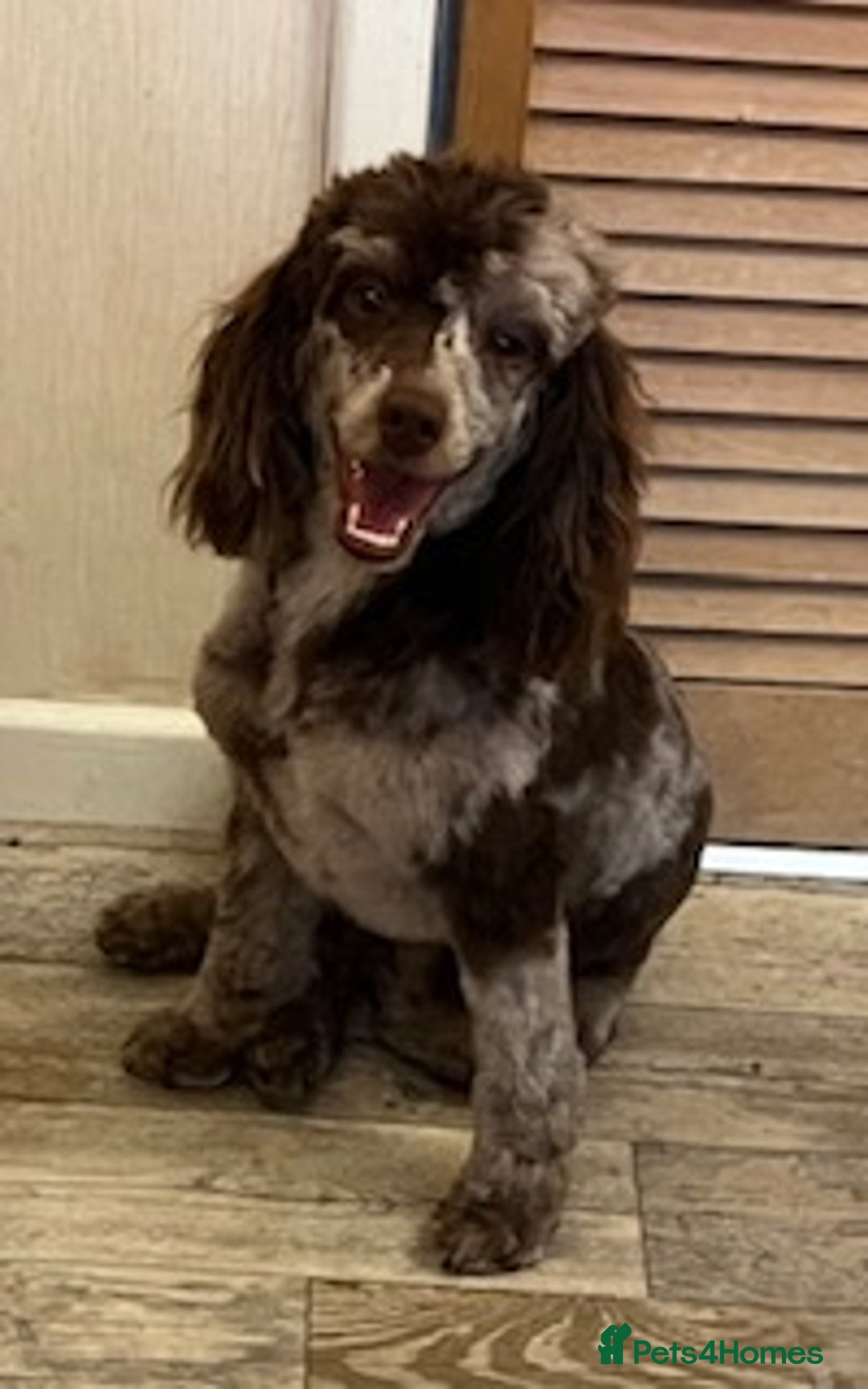 Toy Poodle dogs for stud: STUNNING Health Tested Toy Poodle for STUD - Image 27