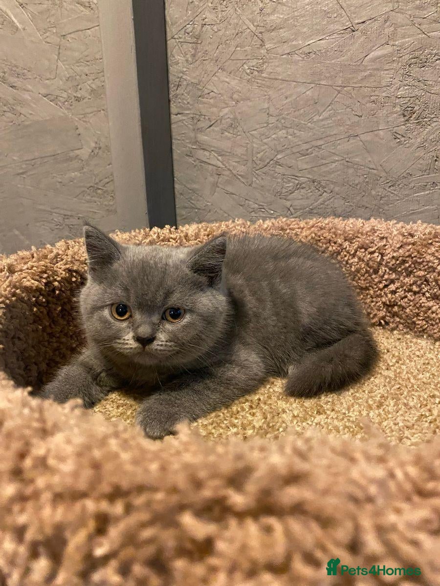 British Shorthair cats  beautiful british shorthair kittens - Advert 6