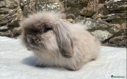Mini Lop rabbits for sale: 3 pretty does needing new homes - Advert 22